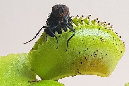 Do Venus Flytraps Die After They Eat (plus easy fixes) – Venus Flytrap World