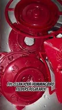 Keep Hummingbird Feeders Clean #msondagoutdoors #hummingbirds