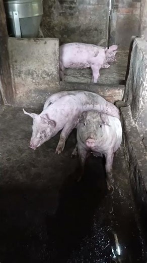 những con heo tinh nghịch