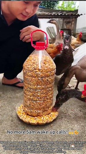 DIY chicken feeder – all-you-can-eat buffet! 🐔🍽️