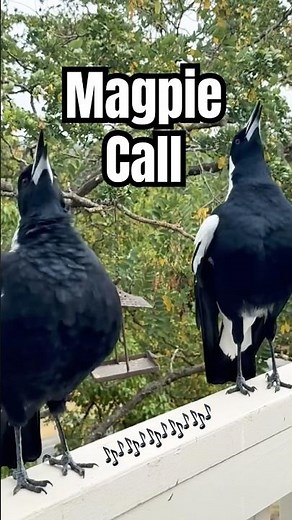 Magpie Call to Attract Birds
