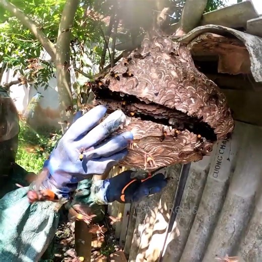 Collecting hornet nests near the house | Old village | Bees Reels