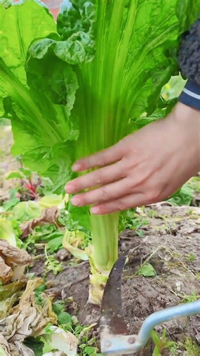 🌱 Fresh Organic Lettuce Harvest | Farm Fresh Green Vegetables 🥬