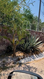 34K views · 895 reactions | Mejor me boi con Chelo  | El Guaje, Huanuzco, USA | Facebook