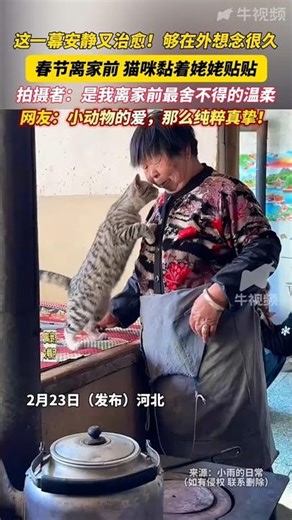 🇨🇳 温情瞬间：离家前猫咪与姥姥的依依惜别 🇬🇧 Healing Moment: Cat Clings to Grandma Before the Spring Festival Departure