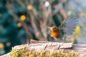 Ce n’est ni un pommier ni un cerisier : cet arbre méconnu attire des nuées de rouge-gorge toute l’année (mais il faut le planter en octobre)