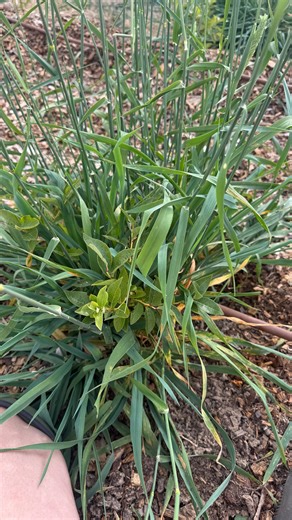 Em | Muckleford Fields | Blueberry Farm | Unfortunately the Paspalum got a bit out of control as I’ve had some health issues the last month but finally back into it. 3 hours 3 rows... | Instagram