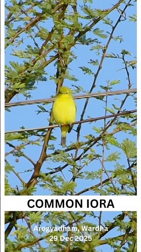 common iora call