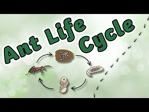 The Life Cycle of an Ant | Ant Life Cycle | Science for Kids!