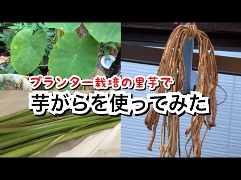 【活かす暮らし】プランター畑で採れた里芋で芋がらを作りました 茎も食べられる里芋 芋茎（ズイキ） 芋がら 今年も咲いたよ、命を繋ぐ白い菊 60代一人暮らし