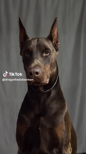 Understanding Doberman Pinscher Behavior