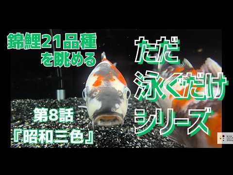 ＜KOI＞錦鯉水槽飼育普及協会#023 【 『ただ泳ぐだけ』シリーズ 錦鯉21種類を眺める 第8話 昭和三色 】
