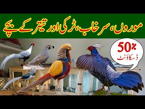 Pakistan Biggest Ground Birds Farm | Pheasant,Peacocks,California Coil ,Teetar & Turkey Birds | Bird