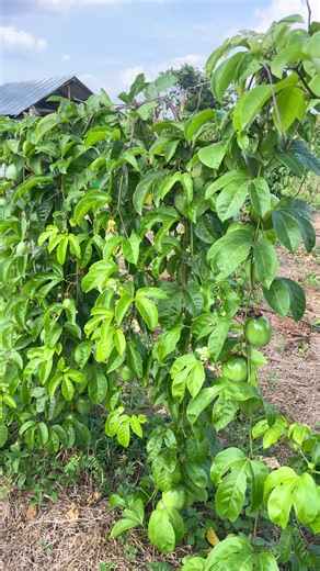 Passion Farming: A Guide to Growing Passion Fruit