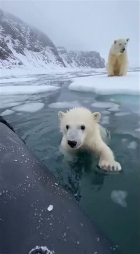 Polar Bear Cub Falls Through Ice!