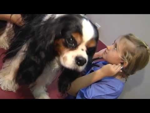 Visit With Veterinarian