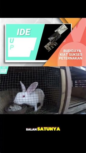 Crucial Tips for Setting Up a Rabbit Hutch for Faster Growth