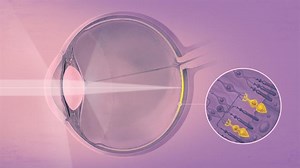 How eyes make sense of the world