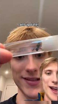 ANT FARM UPDATE! #antfarm
