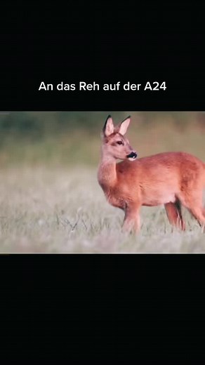 tiim96md (@tiim_md)’s videos with Originalton - Clemens Mayer