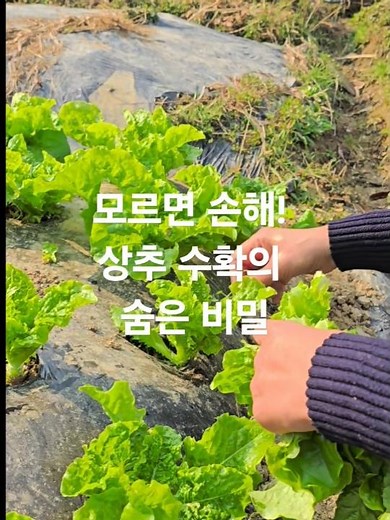 Don't miss out! The hidden secrets of lettuce harvesting. You didn't know how to harvest lettuce ...