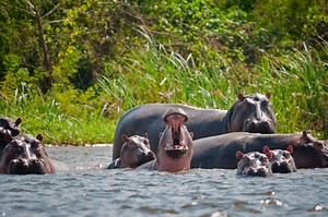 Pablo Escobar’s Hippos Are Thriving in Colombia and Wreaking Havoc With Local Ecosystem