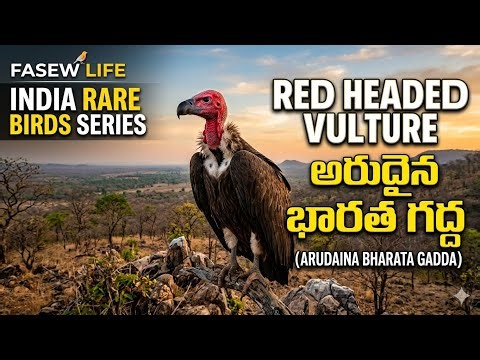 అంతరించిపోతున్న Red-headed Vulture – మన తప్పిదం కారణమా? 🦅🦅🦅😲😲