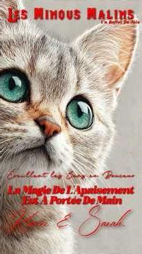 Le Reflet du Calme-*06*-Nos chats tracent pour nous la route de la tranquillité.