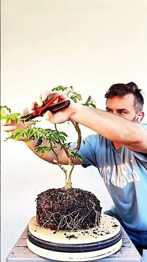 Styling this Thornless Flowering Brazilian Rain Tree #bonsai before repotting 🌳🌞🌳