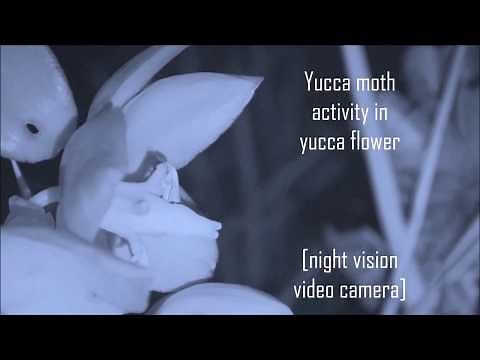 Yucca moth egg-laying and pollination behavior