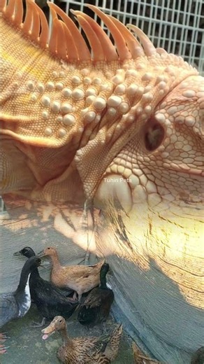 Iguana ear cleaning with healthy ear care.