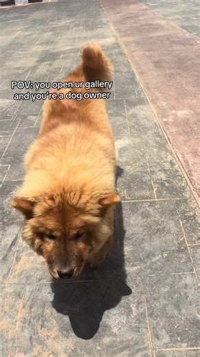 Chow Chow Dog: A Day in the Life