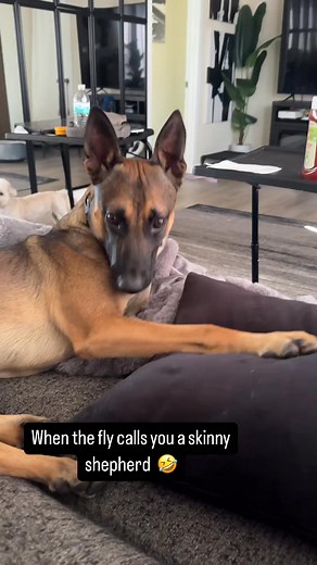Who else’s dogs hate flies? 🤣 #dogtraining #dog #dogsofinstagram #dogs #puppy #doglover #dogstagram #dogoftheday #doglife #instadog #doglovers #pet #love #puppylove #germanserd #fyp | Shane Murray