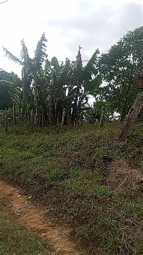 Videos de Francisco Javier Romero Rodríg (@francisco_romer) con “sonido original - Francisco Javier Romero Rodríg”