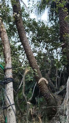 Scenic Gathering Near Khurala Darbar | Historic Sitting Place & Hot Spring