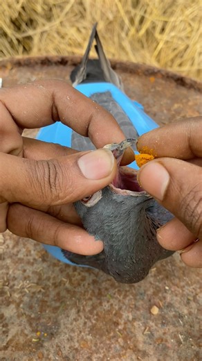 pigeon kay haldi treatment 😳 #pigeon #shorts #kabootar