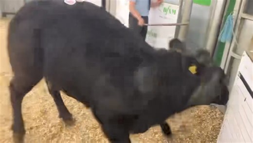 Todays champion going under the hammer | Darlington Farmers Auction Mart