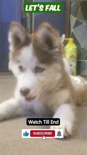 Husky liked it or NOT??