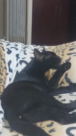 Look at this Cat. #batman