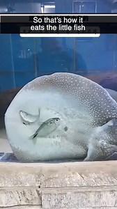 So that’s how it eats the little fish — traps them first and then swallows one by one 🐟😮 #NatureMoments #WildlifeInAction #AmazingAnimal | ShanghaiEye