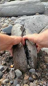 These Fossils are around 180 Million Years Old 💀🏝 Ichthyosaur Rib, Bivalves and Ammonites!