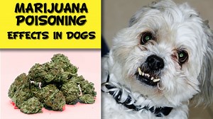Marijuana Effects on Dogs: funny or fatal? — Our Pet's Health
