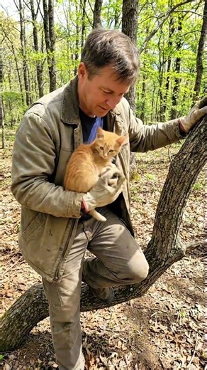 Kitten Stuck on a Tree… Then This Happened ❤️🐾