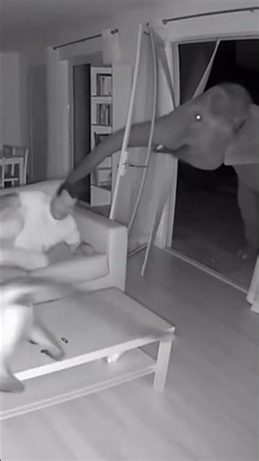 Think I need a new security system…#cctv#caughtoncamer#fun#wtf#funnyanimals #fyp#securitycamera#ai