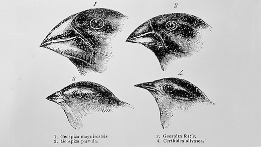 Natural selection leads to evolution - Inheritance and genetics - KS3 Biology - BBC Bitesize