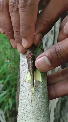 easy method of grafting tree branches #treanding #satisfying #growtree