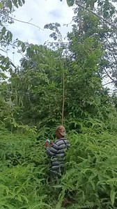 Mikat burung belukar | Tassar Can
