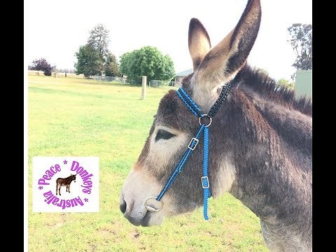 How to make a basic adjustable paracord bridle