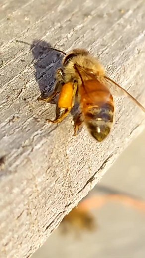 How do different bees collect pollen? 🐝Honeybees collect pollen on their legs. They have hairy legs, and as they explore flowers, the pollen grains stick to the hairs on their legs. They then groom their legs to pack the pollen into specialized structures called pollen baskets. 🐝Bumblebees also collect pollen on their legs. Similar to honeybees, they have hairy legs that provide a surface for pollen grains to stick to. Bumblebees gather pollen on their hind legs, and the grains accumulate, cre