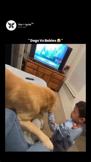 𝗦𝘁𝗮𝗿 • 𝗶𝗴𝗻𝗶𝘁𝗲™ on Instagram: "This video beautifully reflects the science-backed bond between children and dogs, which is known to play a powerful role in emotional and cognitive development. Studies show that dogs can recognize human emotions through facial expressions, tone of voice, and body language, often responding with calm, protective behavior—especially around children. Physical contact, like hugging or resting together, triggers the release of oxytocin in both humans and dogs